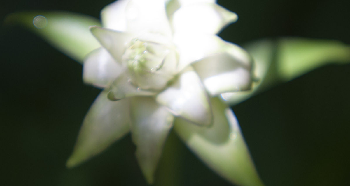 FLOWERS OF SPRING