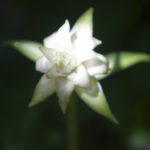 FLOWERS OF SPRING